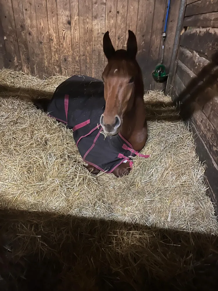 Location box chevaux près de Pithiviers