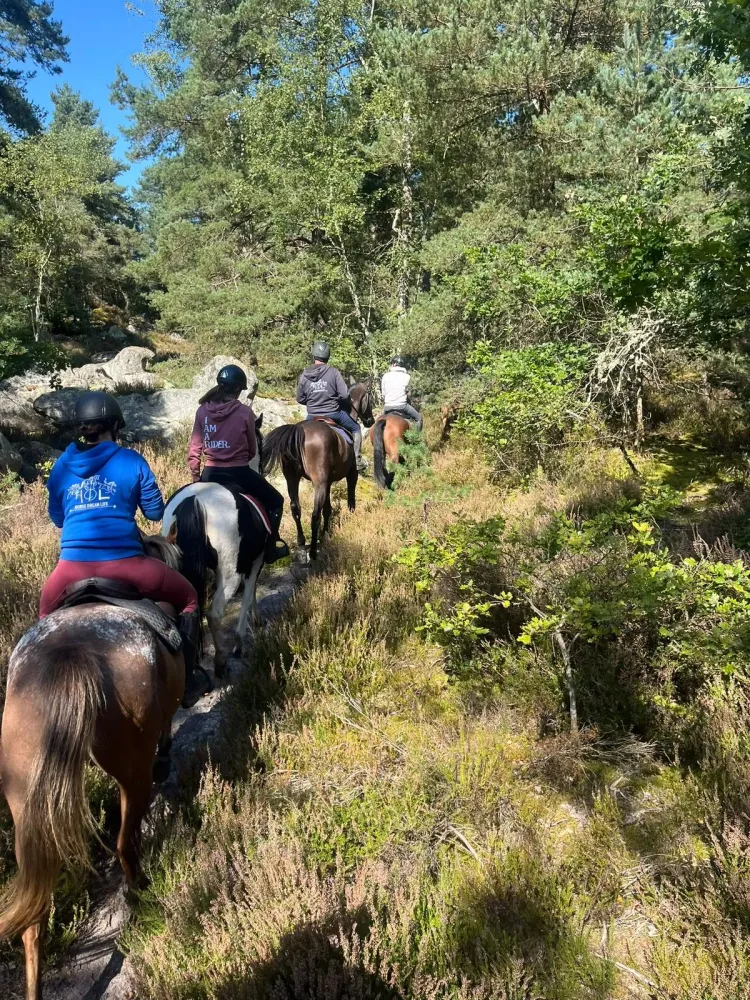 Balade à cheval en forêt près de Pithiviers